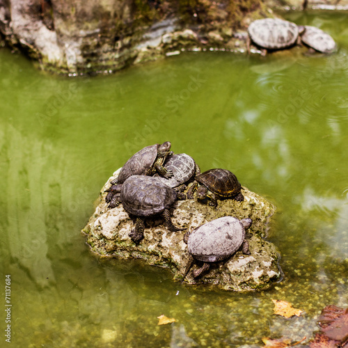 water turtles © mitarart