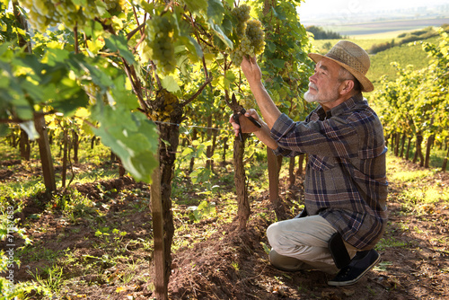Man working in a vineyard