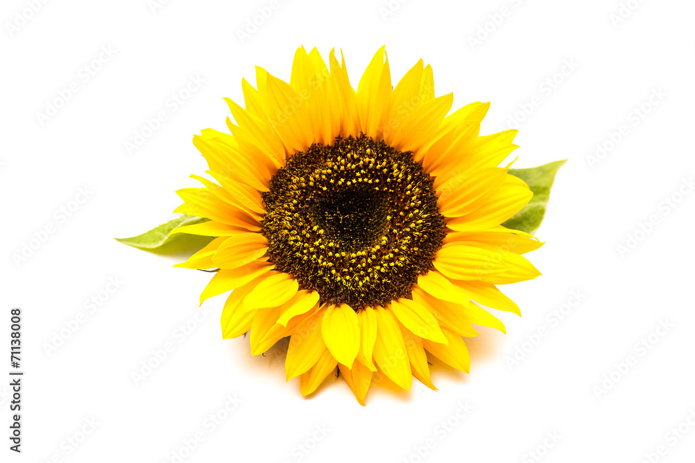 Obraz premium Sunflowers on the white background