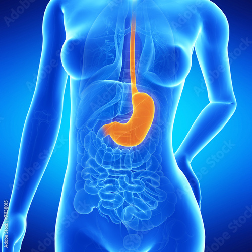  medical illustration of the female´s stomach photo