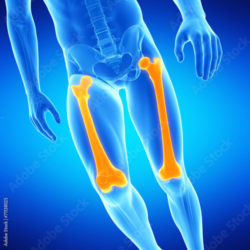  medical illustration of the femur bone