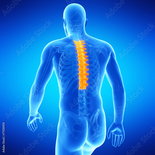  medical illustration of the thoracic spine