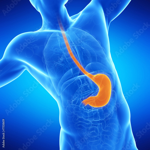  medical illustration of the stomach photo