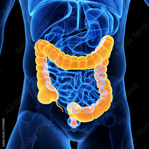  medical illustration of the colon photo