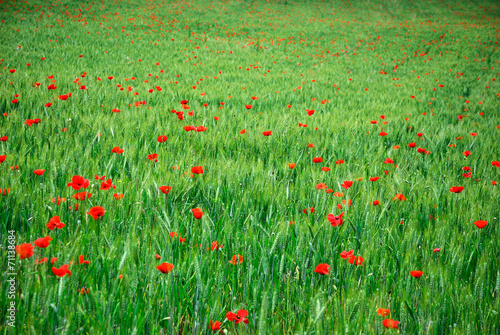 Red poppies in green wheat