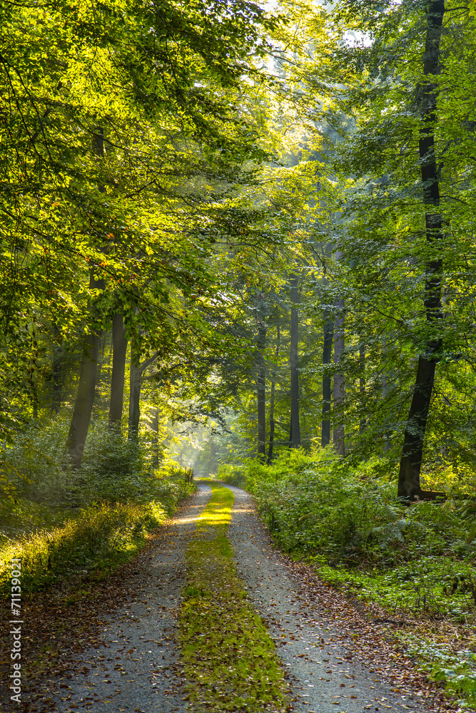 Herbstwald Herbstwald