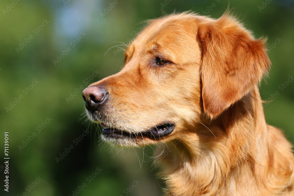 Golden retriever dog