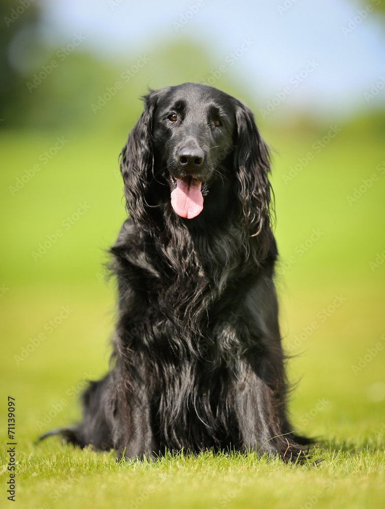 Purebred flat-coated retriever dog Purebred flat-coated retriever dog