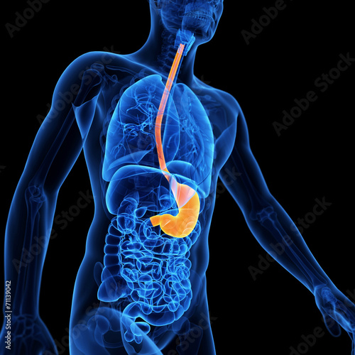  medical illustration of the stomach photo