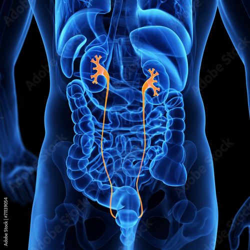  medical illustration of the ureter photo