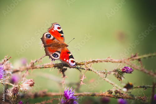 Peacock butterfly on violet flowers photo