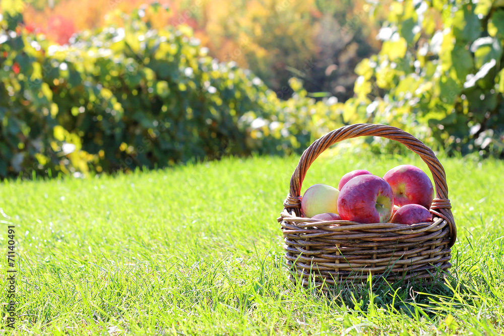 Basket Full of Freshly Harvested Apples at Orchard Basket Full of Freshly Harvested Apples at Orchard