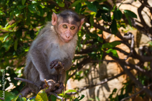 Monkey in the forest