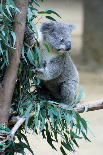 Koala Bear