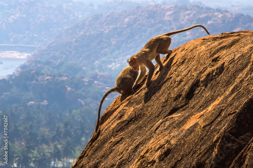 Monkeys in the mountain