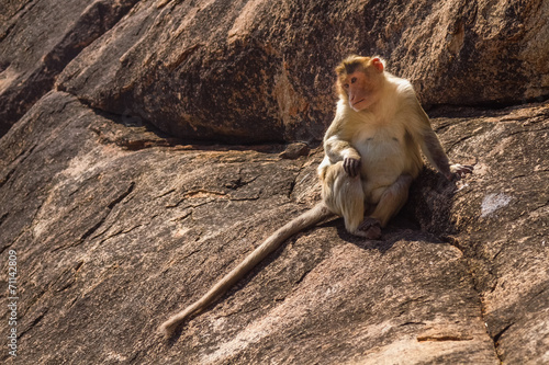 Monkey in the mountain photo