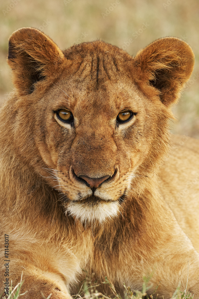 Portrait of a young lion vertically Portrait of a young lion vertically
