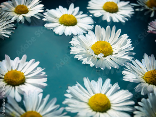 daisy white flower flying clear blue water