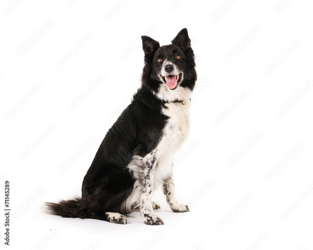 Border Collie Border Collie
