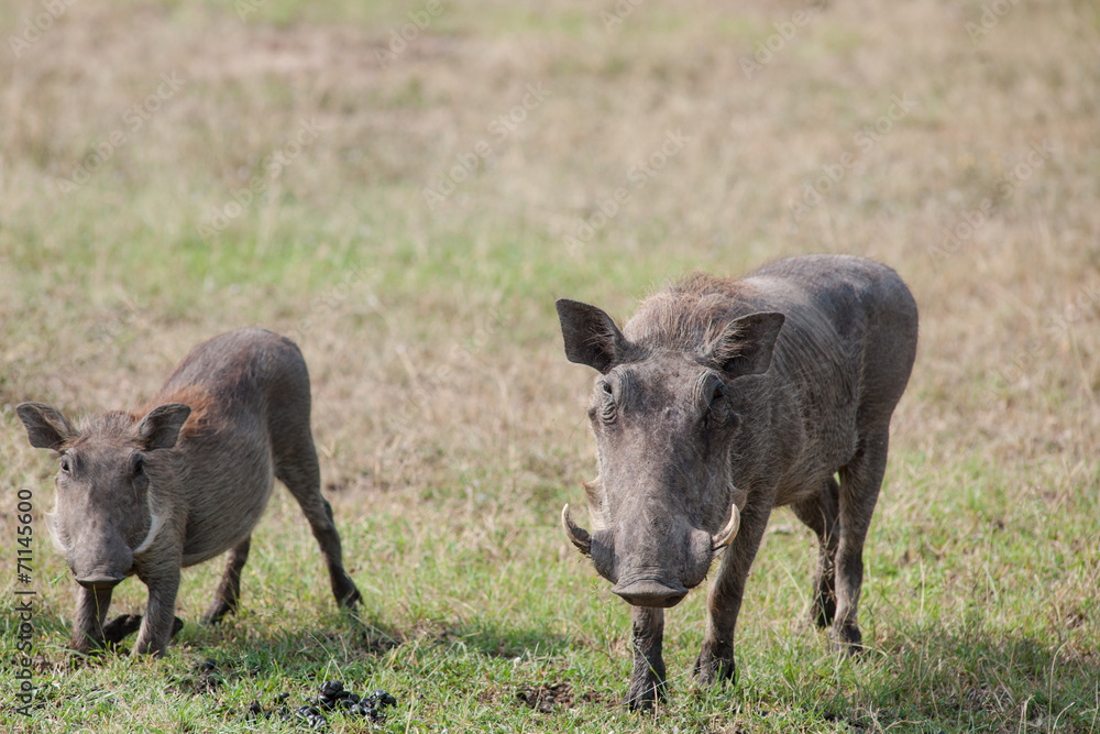 warthog warthog