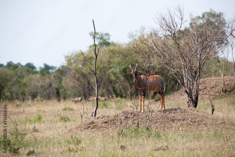 Fototapeta premium antelope