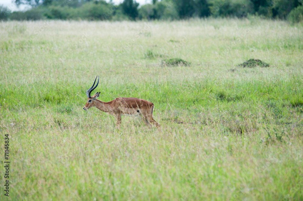Fototapeta premium antelope