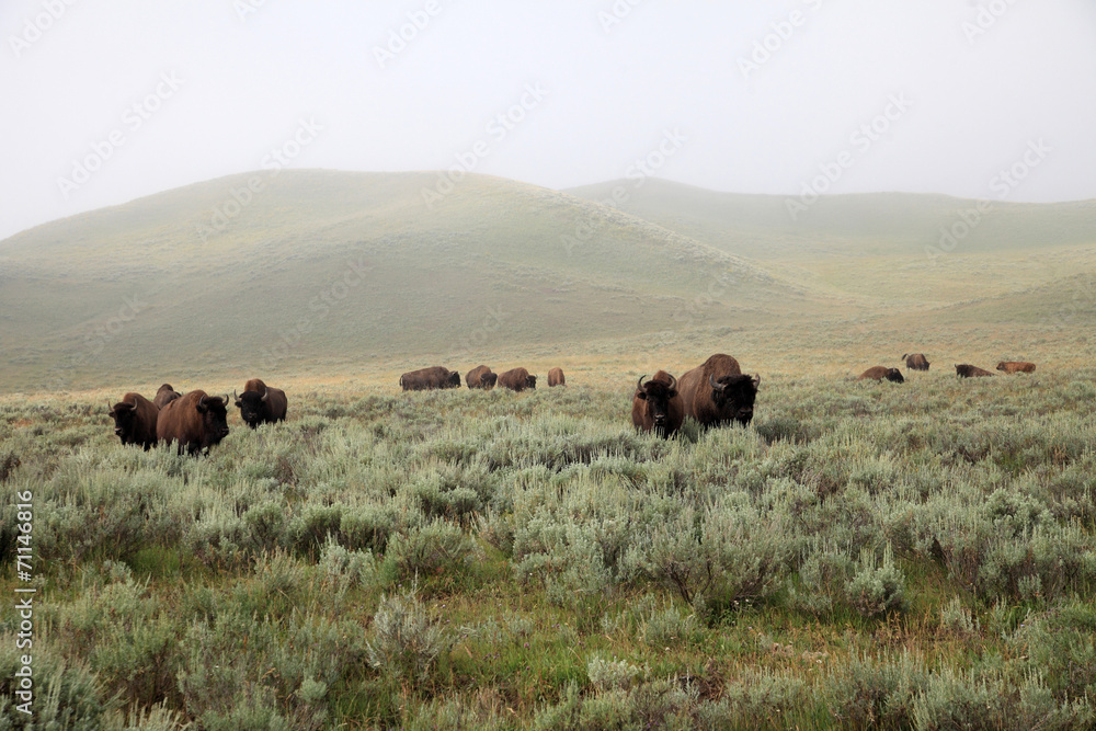 herd of wild bisons in prairie (usa)