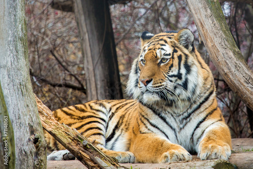 Тигр смотрит вдаль