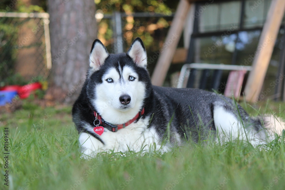 Siberian Husky Siberian Husky