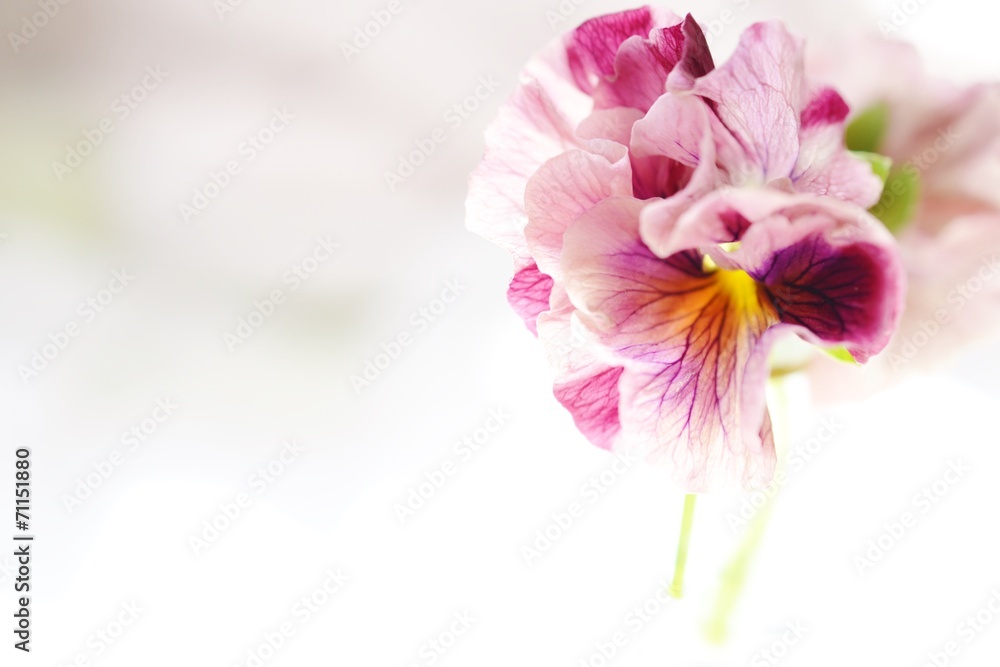 Fototapeta premium フリルパンジー