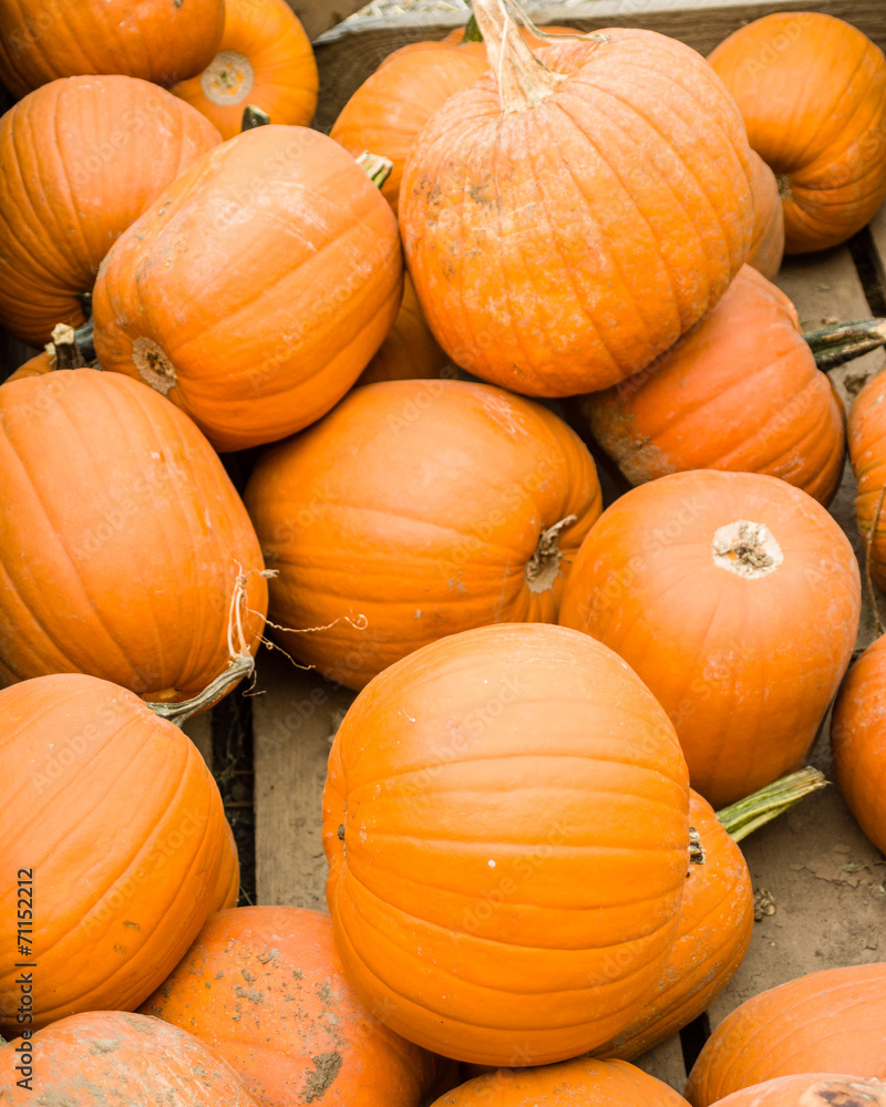 Orange pumpkins on display Orange pumpkins on display