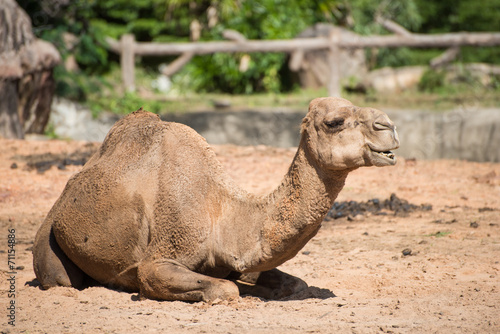 Dromedary camel sit on sand at zoo.