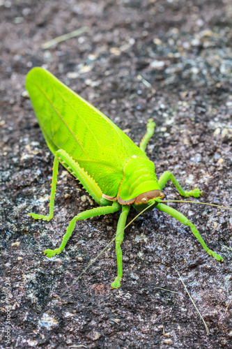 grasshopper macro on stone