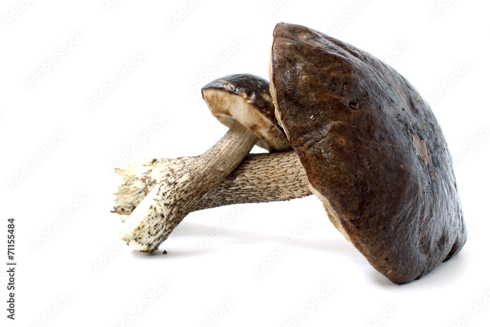 Two boletus Two boletus