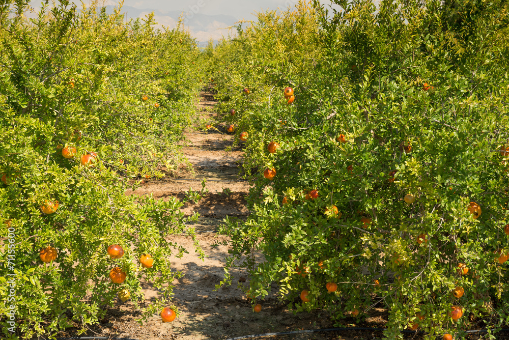 Fototapeta premium Pomegranate plantation
