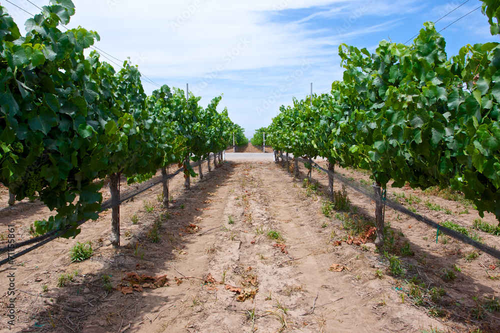 Grape Rows in Vineyard