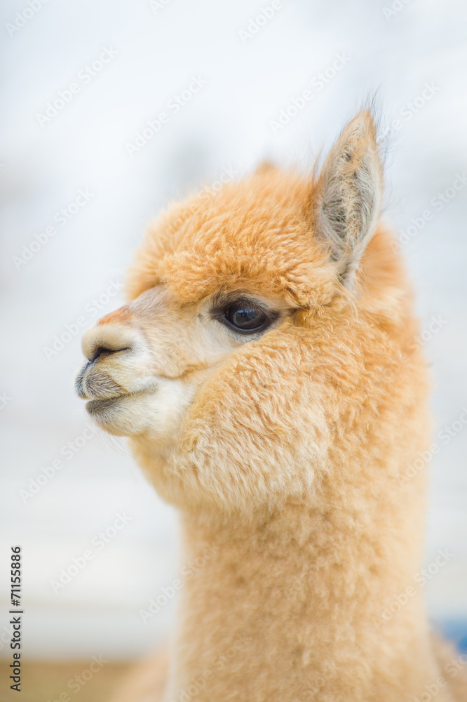 Obraz premium Closeup of an Alpaca