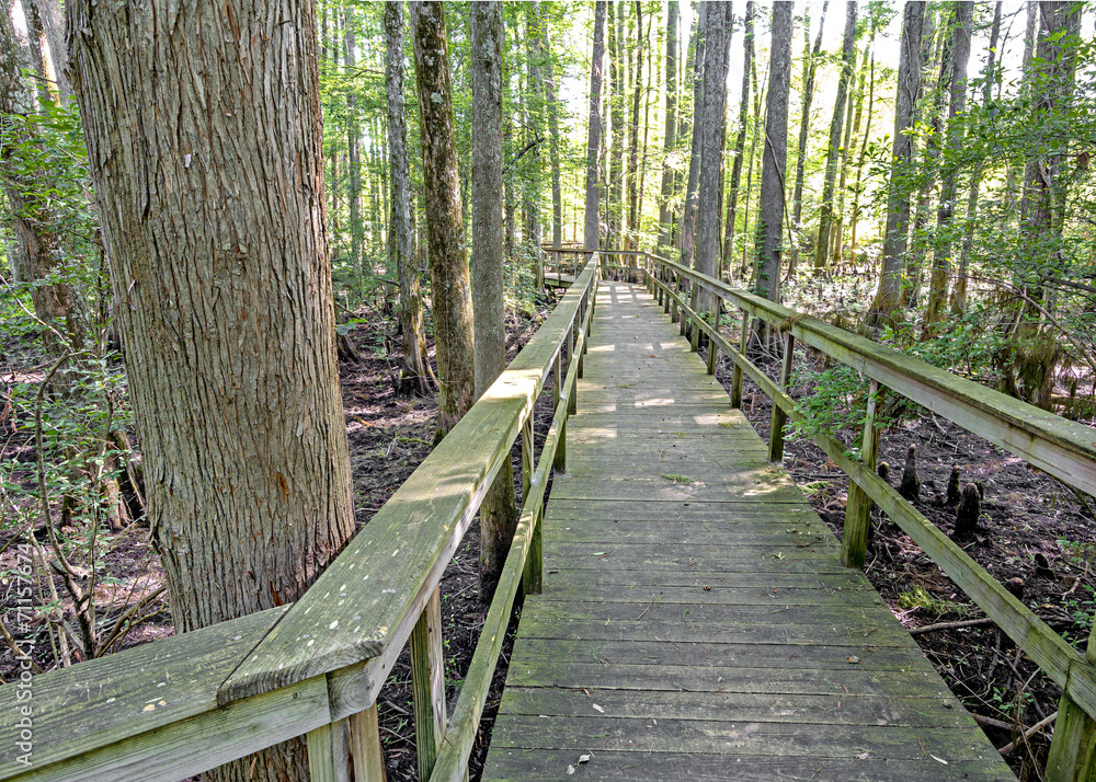 Alabama state park path leads over swamp Alabama state park path leads over swamp