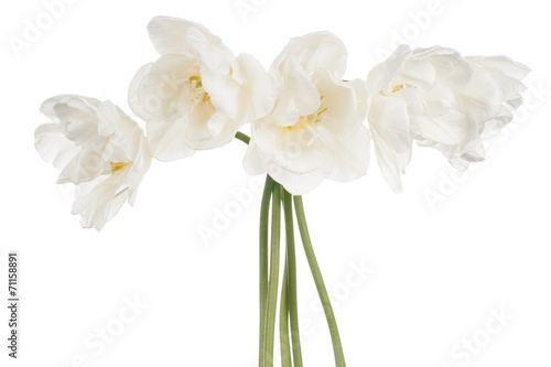 Fototapeta Naklejka Na Ścianę i Meble -  tulip