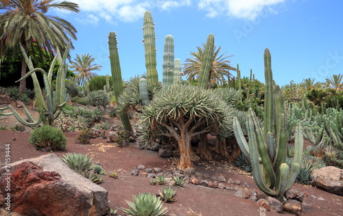 flore des iles canaries