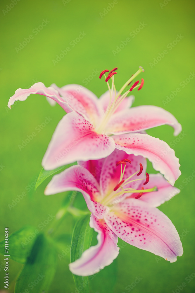 Lilies in the garden