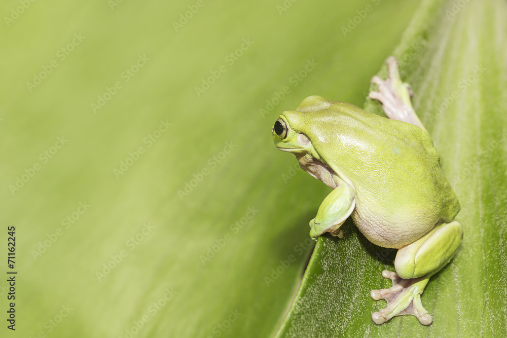 Obraz premium Australian Green Tree Frog