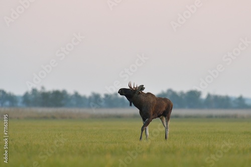 Moose bull walking in the meadow © Erik Mandre