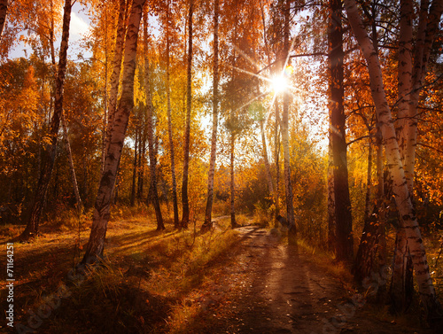beautiful autumn background, sunset in forest