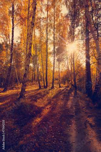 beautiful autumn background, sunset in forest © olezzo