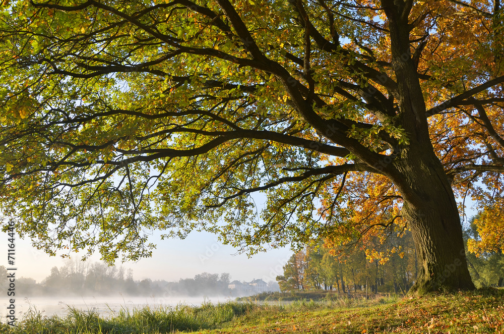 Obraz premium Autumn Park