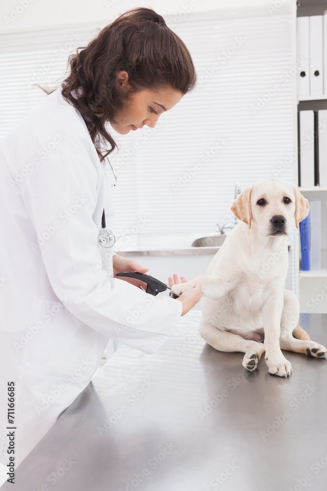 Vet using nail clipper on a labrador Vet using nail clipper on a labrador