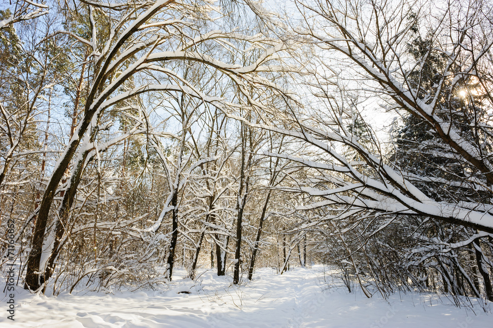snowy winter forest - obrazy, fototapety, plakaty 
