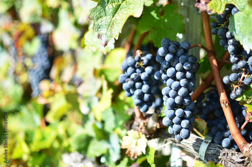 Naklejka premium Grapes in Lavaux, Switzerland