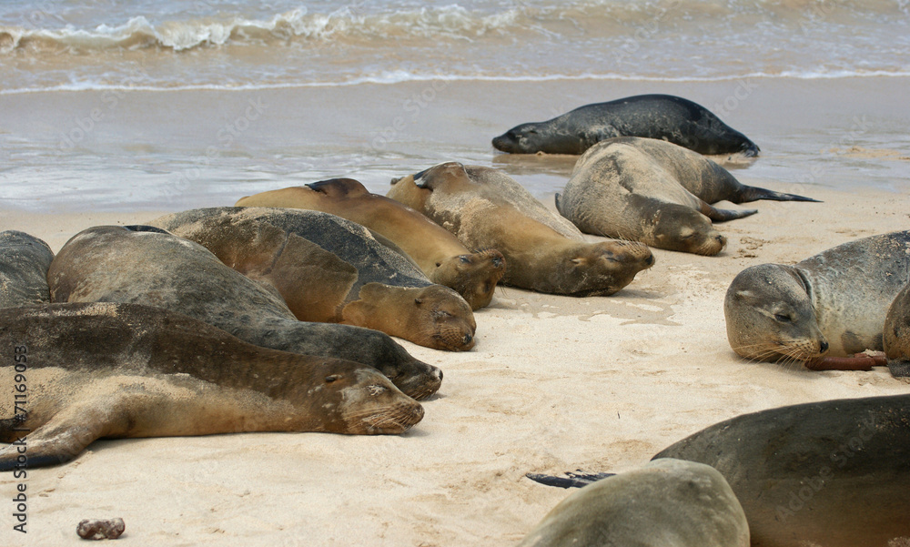 Fototapeta premium Otarie des Galapagos